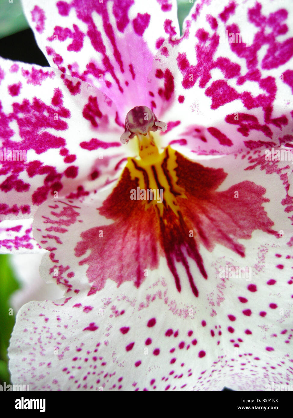 Orchid close up Odtna. Susan Boqdanow `Aaismeer' HCC/AOS Stock Photo